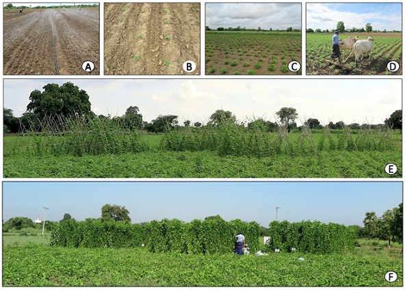 The Effect of Trellis Support on the Productivity of Winged Bean Grown for Tubers in Tada-U Township, Myanmar
