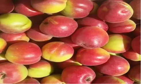 Agriculture High-Quality Development and Food Security