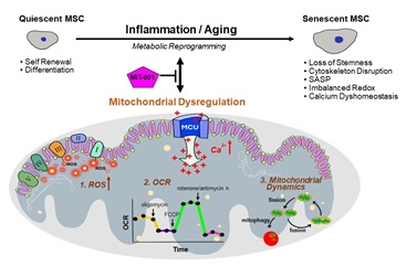 Emerging Role of Mitochondrial Function Enhancement in Mesenchymal Stem Cell Therapy