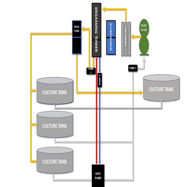 Design and Construction of a Novel Recirculating Aquaculture System for the Initial Rearing of Hybrid Green Sunfish: A Case Study