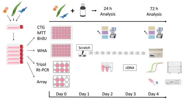 Investigating the Impact of a Plant-Based Remedy on Tissue Regeneration in Human Fibroblasts and Keratinocytes: An <em>In-vitro</em> Analysis
