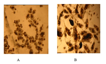 Performance of a Mixed Rearing of <em>Parachanna Obscura</em> (Gunther, 1861) Post-Larvae and Natural Prey Dominated By Copepods and Rotifers in a Semi-Controlled Environment