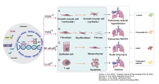 Natural Products Protect Lung Diseases by Targeting the Hippo Signaling Pathway