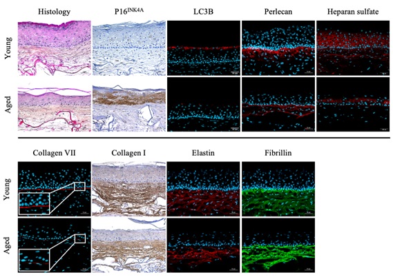 Targeting Multiple Hallmarks of Aging with Proxylane, <em>Ginkgo biloba</em> leaf extract and Niacinamide Improves Healthspan by Reversing the Aged Skin Phenotype