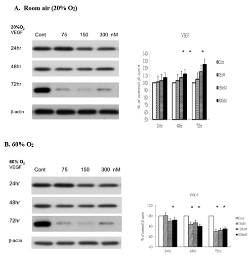 Rg1 does not induce VEGF production in HUVECs under 60% O2