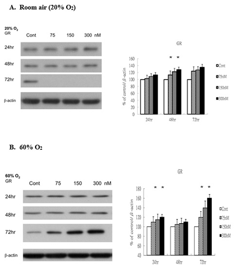 Rg1 induces GR production in HUVECs under 60% O2