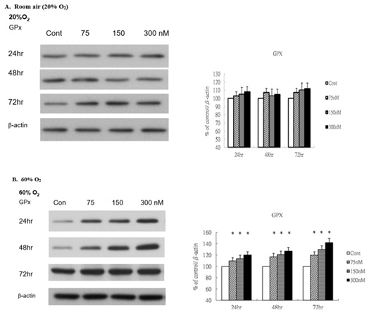 Rg1 induces glutathione peroxidase production in HUVECs under 60% O2