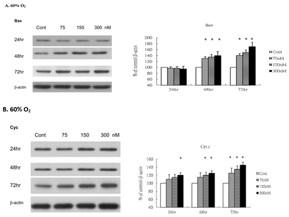 Rg1 increases Bax and cytochrome c (Cyt c) production in HUVECs under 60% O2