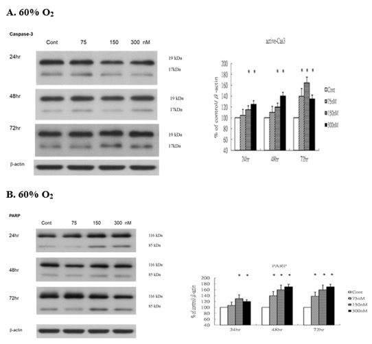 Rg1 increases proapoptotic active caspase 3 and Poly (ADP-ribose) polymerase (PARP) production in HUVECs under 60% O2.