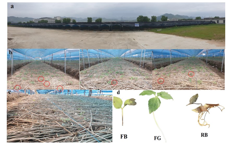 Overview of the study area (a) and sampling (b-d).