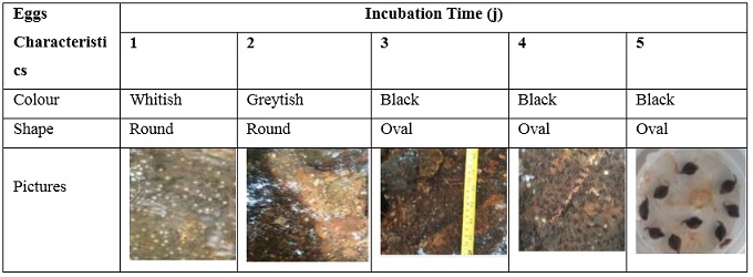Variation in egg colour and shape as a function of incubation time. 