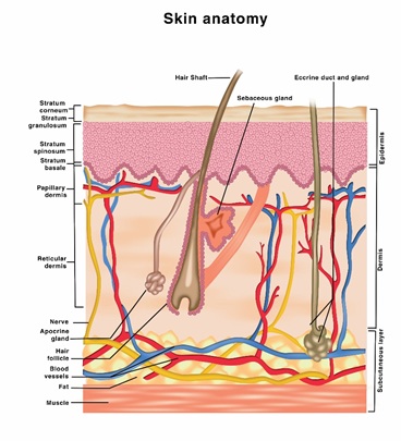 Skin, Light and their Interactions, an In-Depth Review for Modern  Light-Based Skin Therapies
