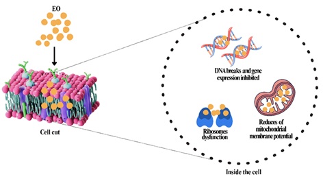 Schematic interaction of essential oil and cell of microorganism present in sample matrix.