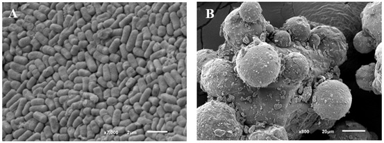 Scanning electron microscopy of FOS + magnesium stearate formulation containing freeze-dried Lactiplantibacillus