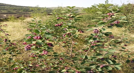 Bettrer fruit, Saskatoon berries growed in the Shanghuang Eco-experimental station