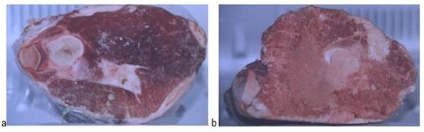 a) Smooth, clean surface of meat cut using mechanical saw at 150 F; b) smooth, surface of meat with localized smudging cut with hand-powered saw at 150 F.