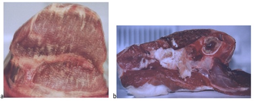 a) Surface of meat smooth with generalized smearing of muscle fibers and tendons cut with mechanical saw at 500 F; b) surface of meat torn apart cut with hand-powered saw at 500 F.