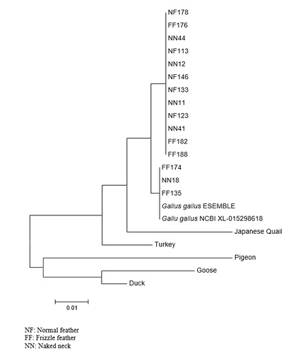 Phylogenetic relationship between exon 3 of ROBO 2 gene in Nigerian indigenous chickens
