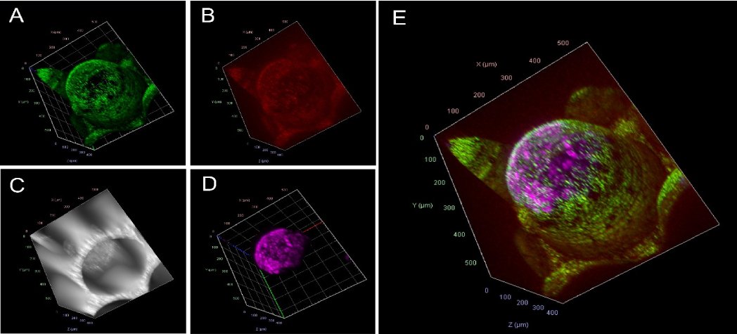 Confocal image of an oxygen sensitive microcavity
