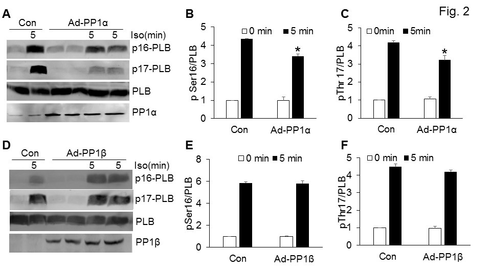 Figure 2: PP1α and PP1β selectively regulate the phosphorylation of PLB.